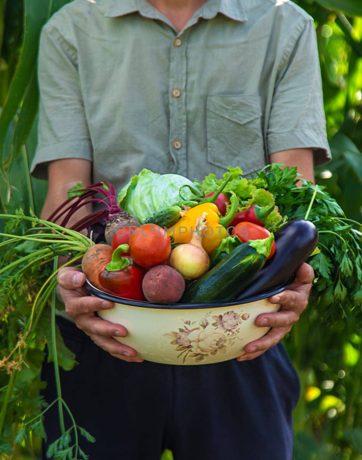 A man farmer is harvesting vegetables in the garden. selective focus. food.