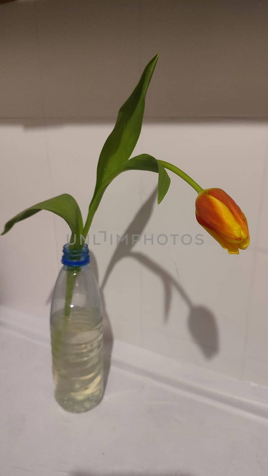 beautiful tulip flower, orange yellow color, green leaves, nature. High quality photo