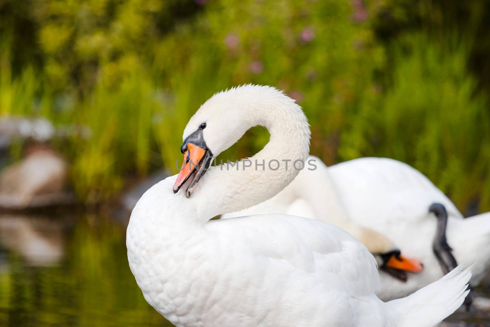 swan with pure white delicate plumage, elegance