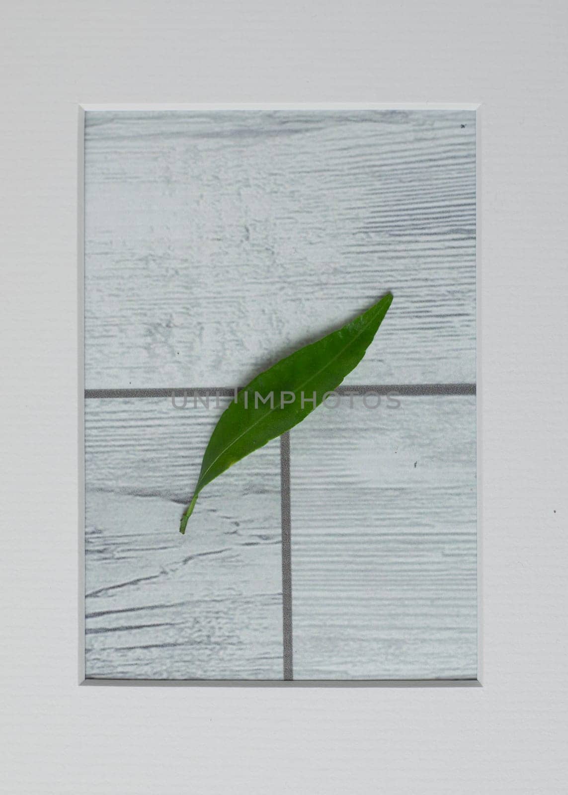 Mandarin leaf in frame on white wooden background. by mailos