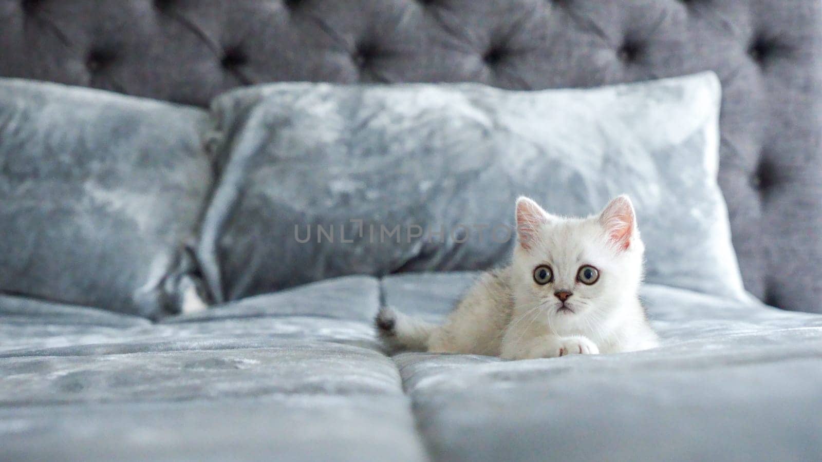 Fluffy white Scottish kitten is laying on bed, front view, space for text. Cute young British shorthair white cat with brown eyes. by JuliaDorian