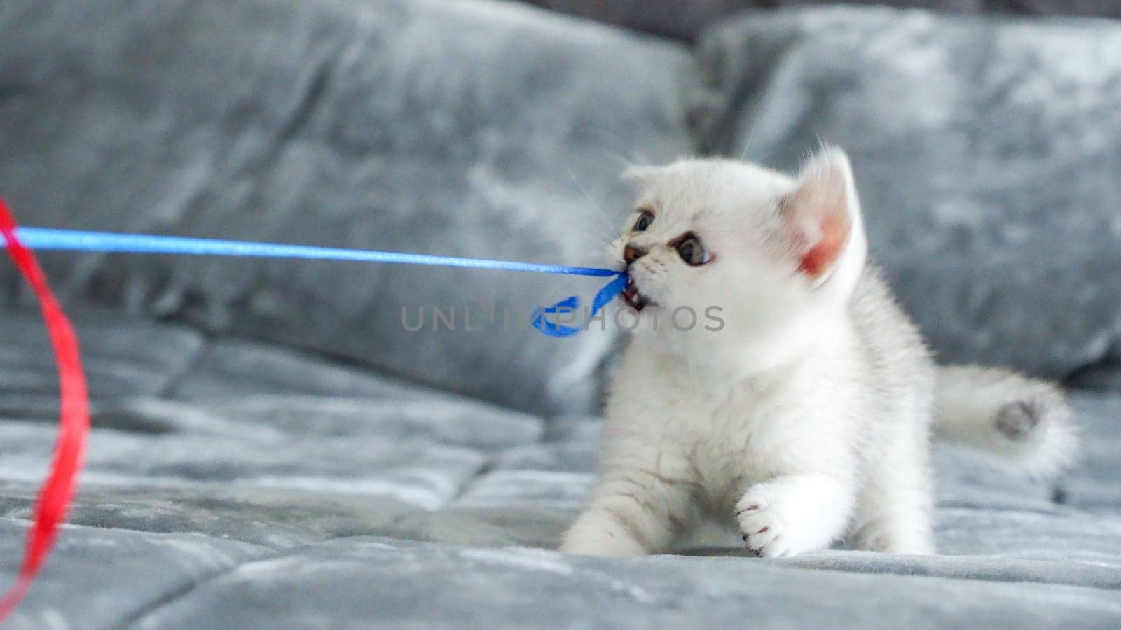 Fluffy white Scottish kitten is playing with colorful ribbons, front view, space for text. Cute young British shorthair white cat with brown eyes. by JuliaDorian