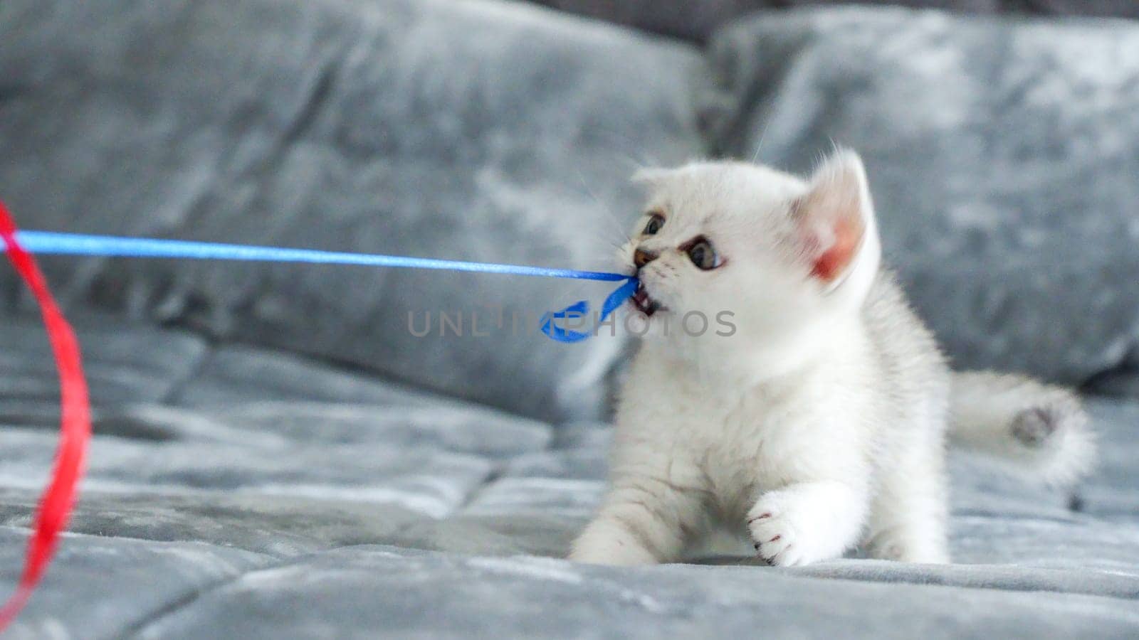 Fluffy white Scottish kitten is playing with colorful ribbons, front view, space for text. Cute young British shorthair white cat with brown eyes