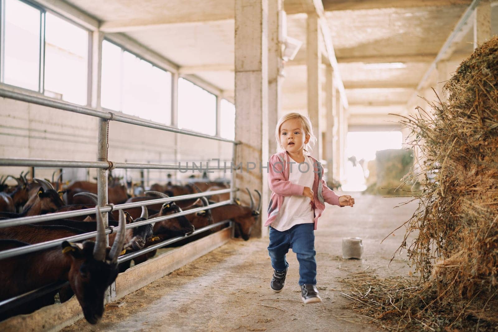Little girl runs through the farm between rows of goat pens. High quality photo