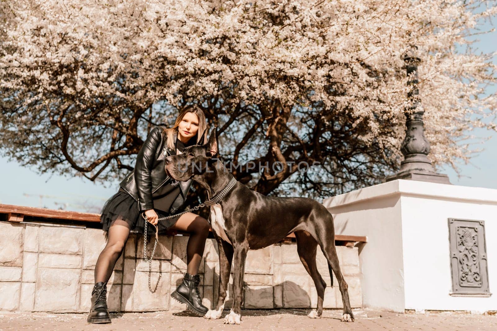 A woman walks with her Great Dane in an urban setting, enjoying the outdoors and the company of her dog