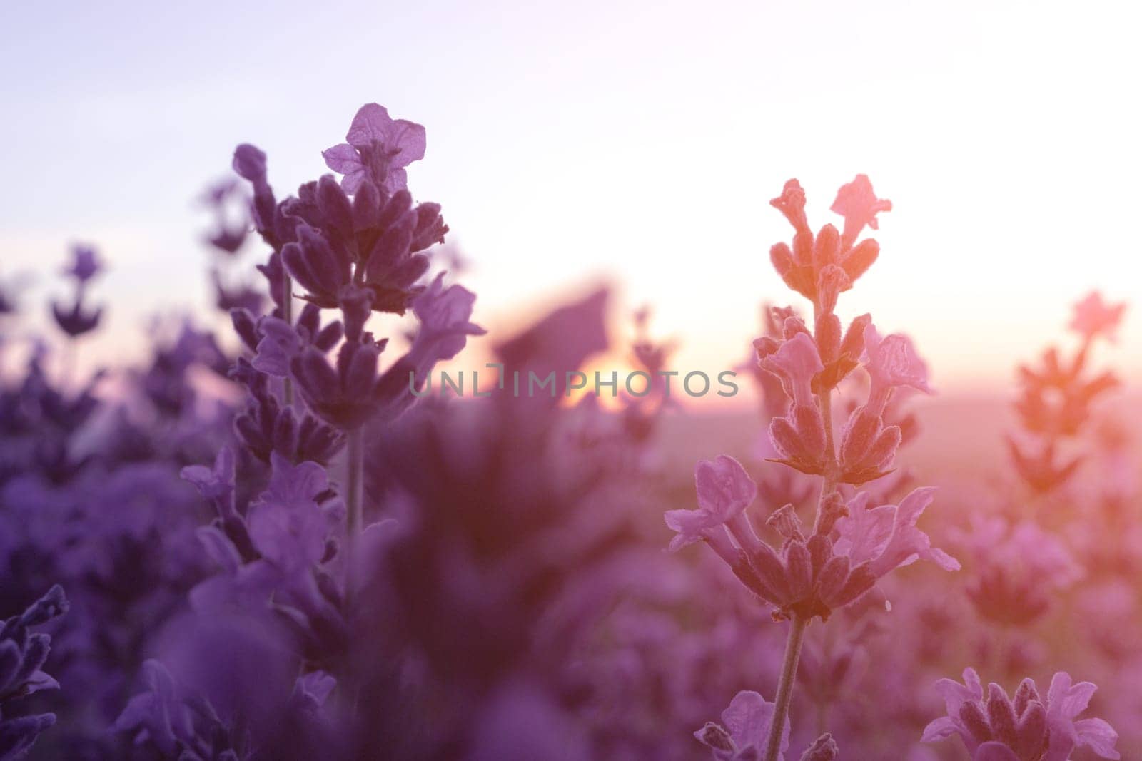 Lavender flower field closeup, fresh purple aromatic flowers for natural background. Violet lavender field in Provence, France.