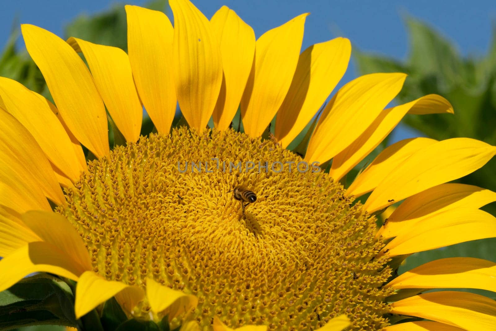 bee flying on sunflower by AndreaIzzotti
