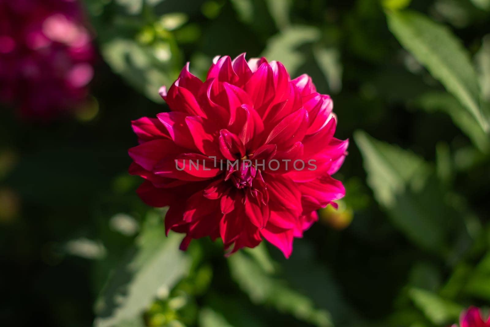 Purple white decorative luxury dahlia in bloom in the summer garden, natural floral background, High quality photo