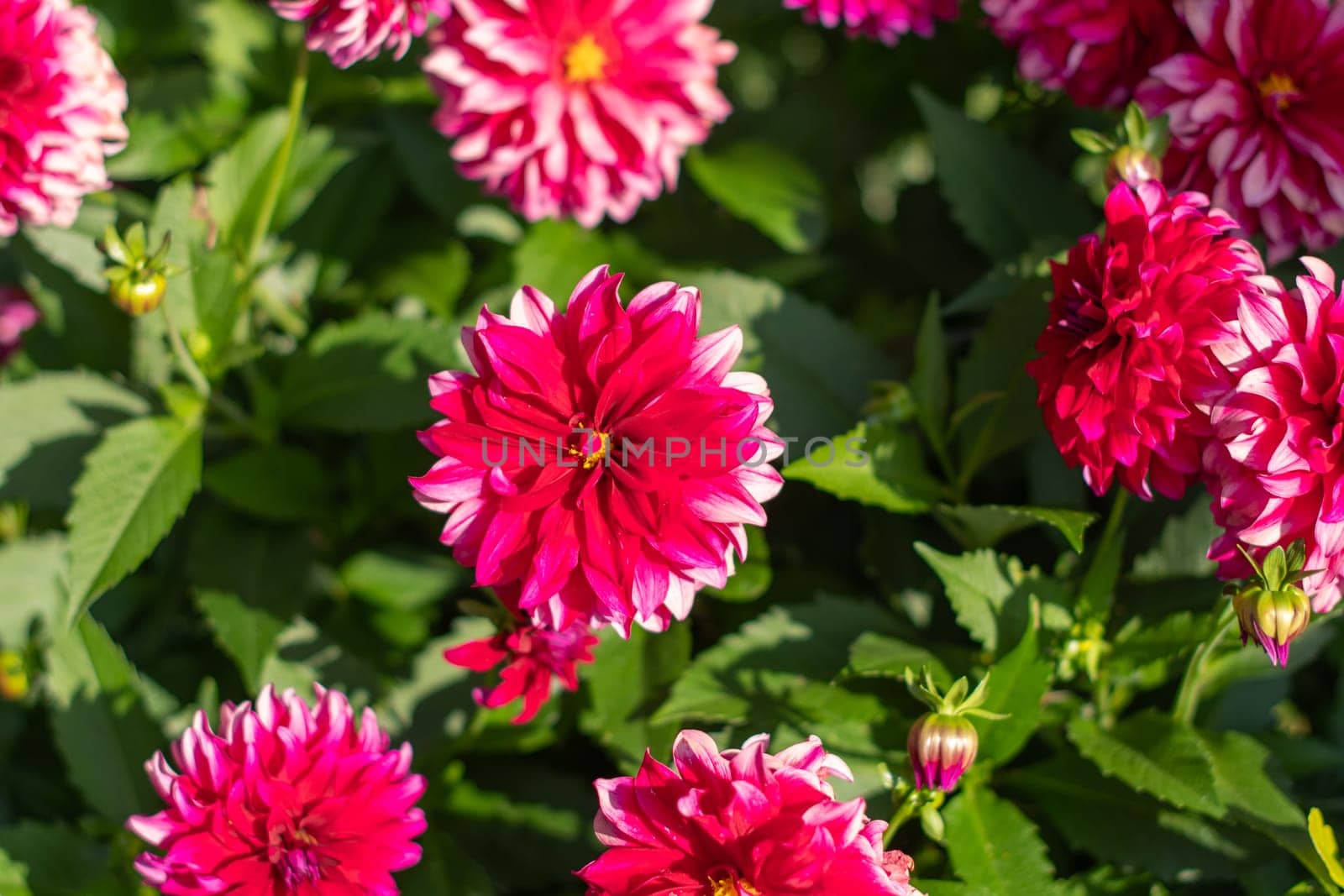 Purple white decorative luxury dahlia in bloom in the summer garden, natural floral background, High quality photo