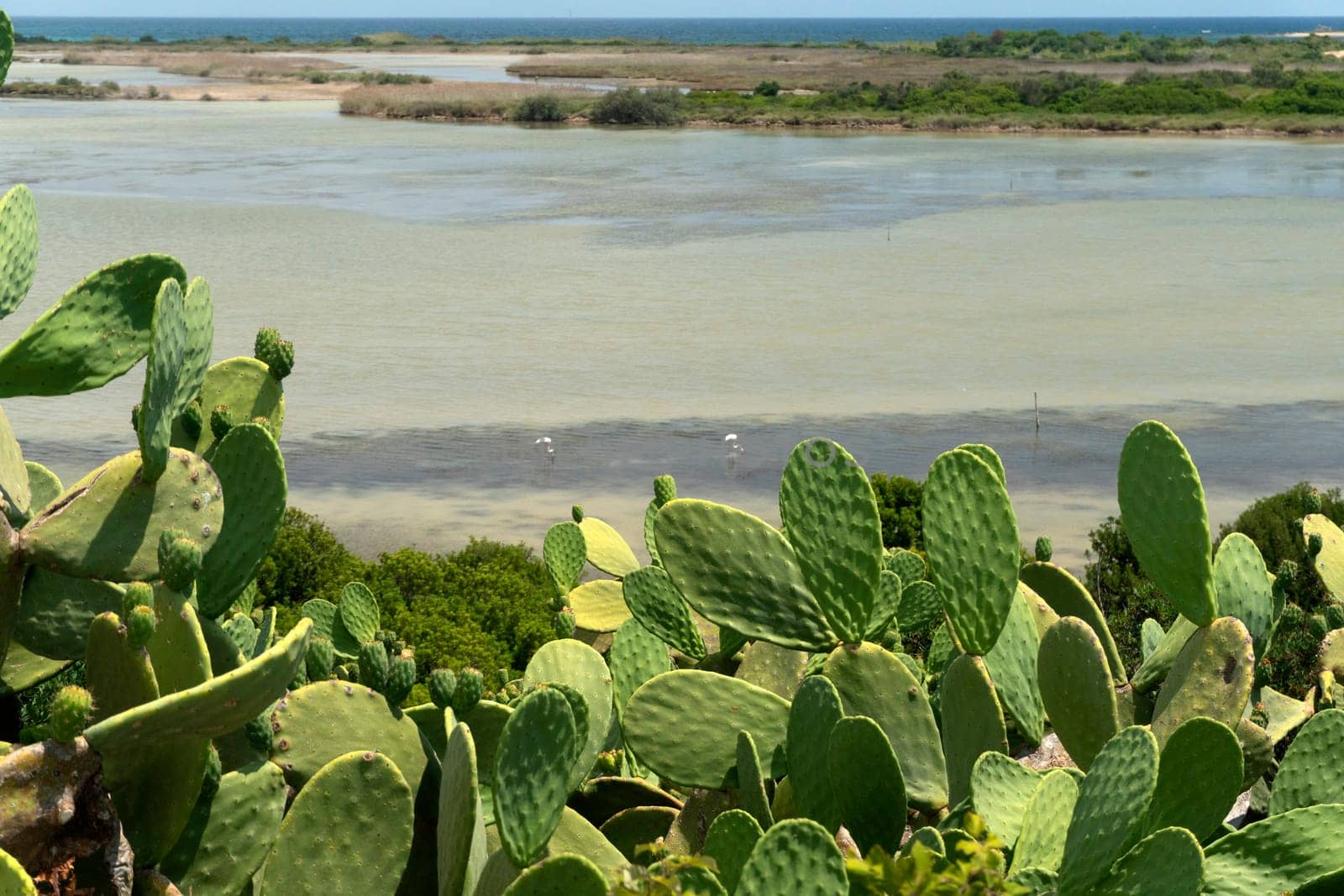 prickly pear Sicilian Mediterranean Sea Cactus detail