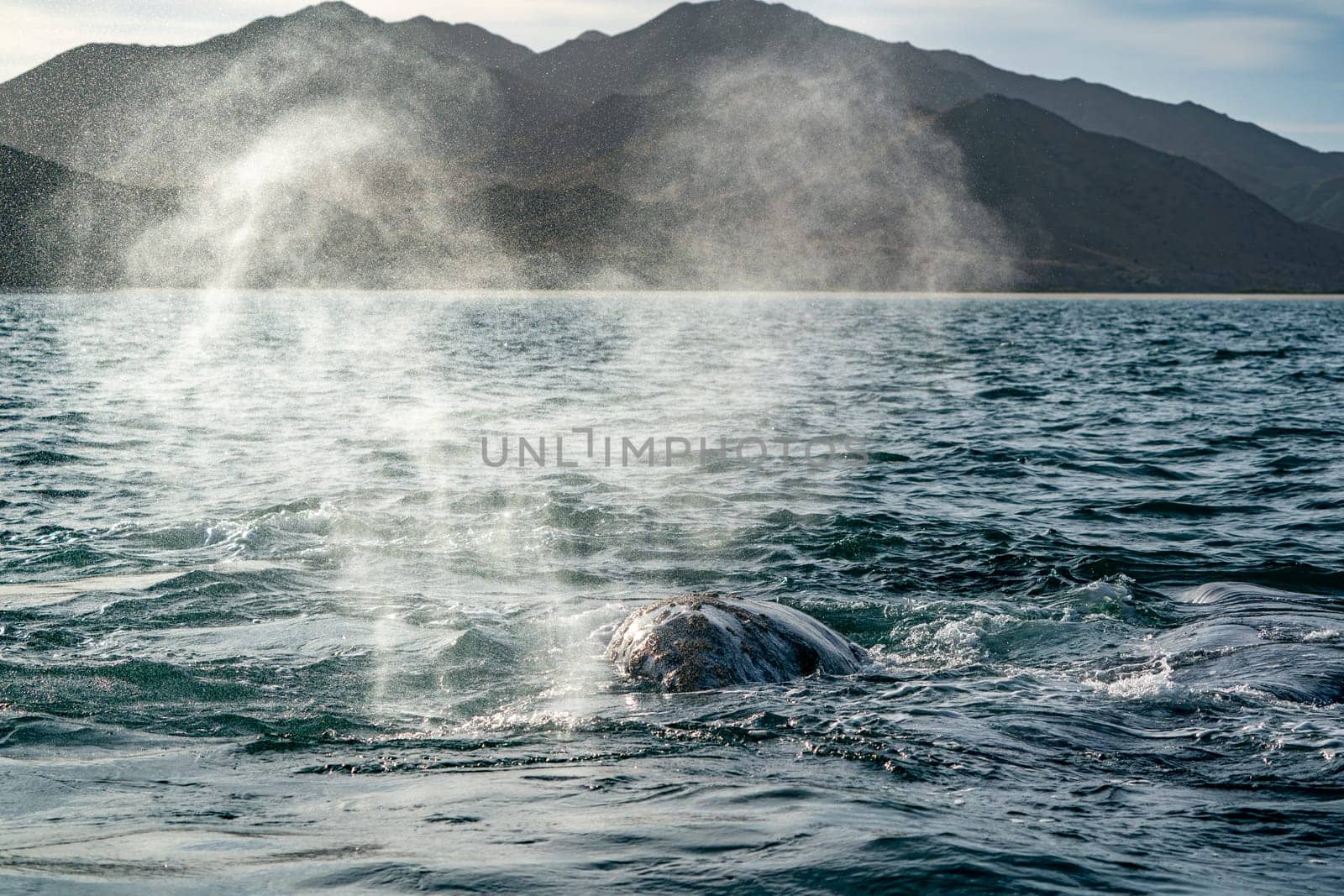 heart shape blow of a grey whale in baja california sur, mexico by AndreaIzzotti