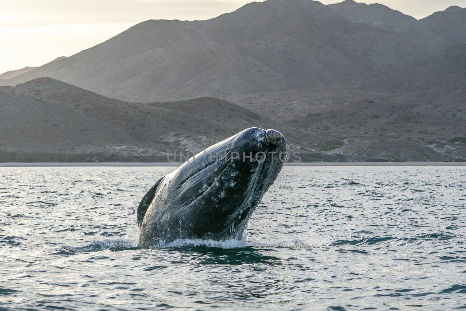 Very rare breaching of a grey whale in baja california sur Mexico