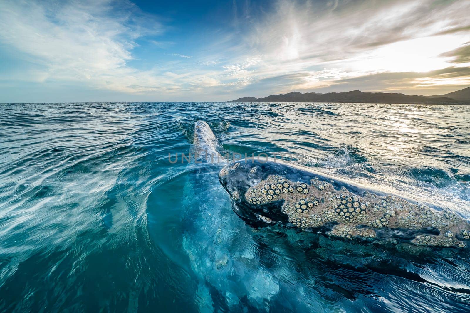 grey whale at sunset in baja california sur, mexico by AndreaIzzotti