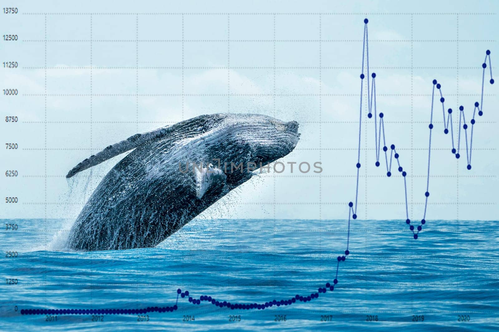 humpback whale breaching on pacific ocean background in cabo san lucas mexico