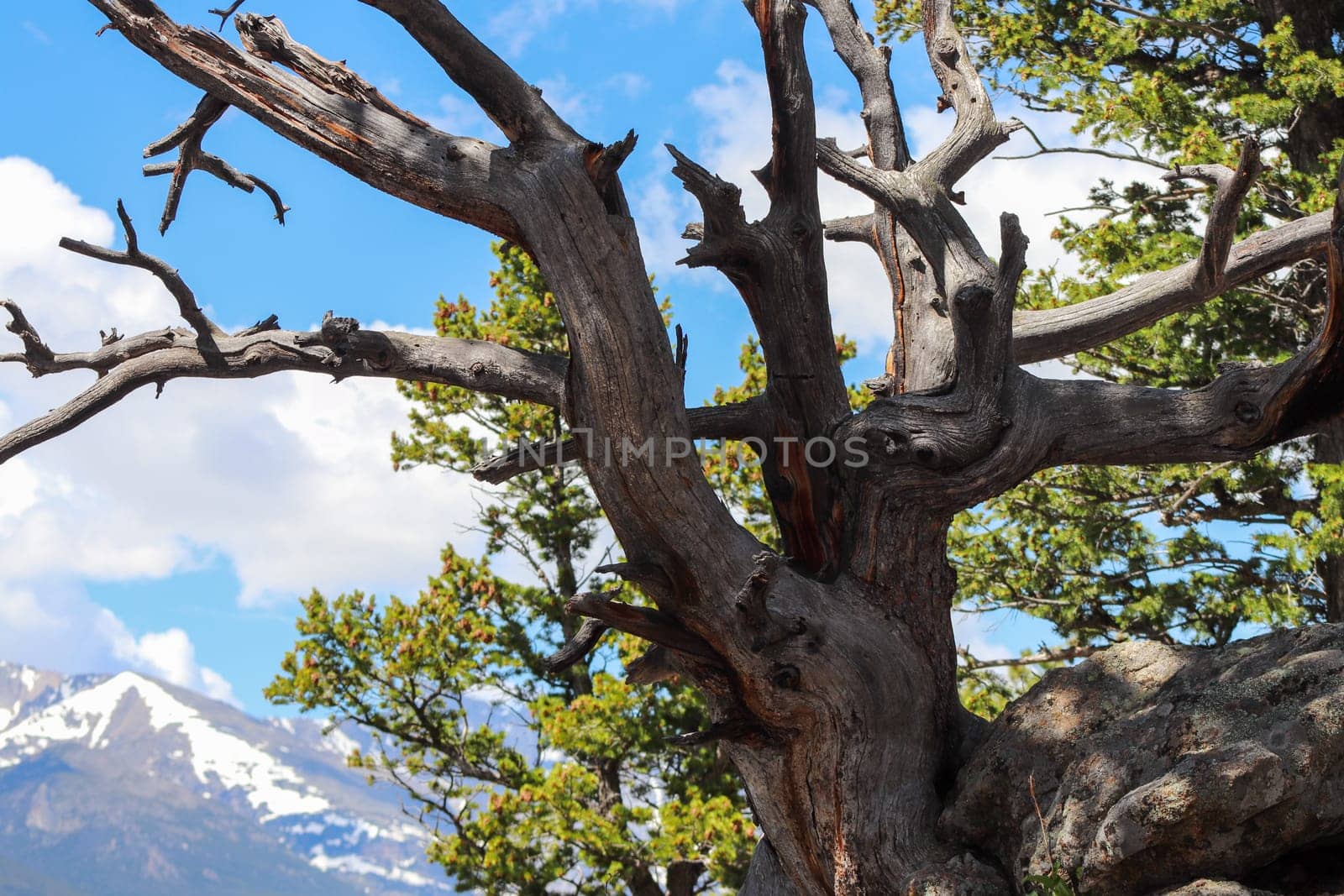 Unique Tree stumps in Colorado Mountains along hiking trails by gena_wells