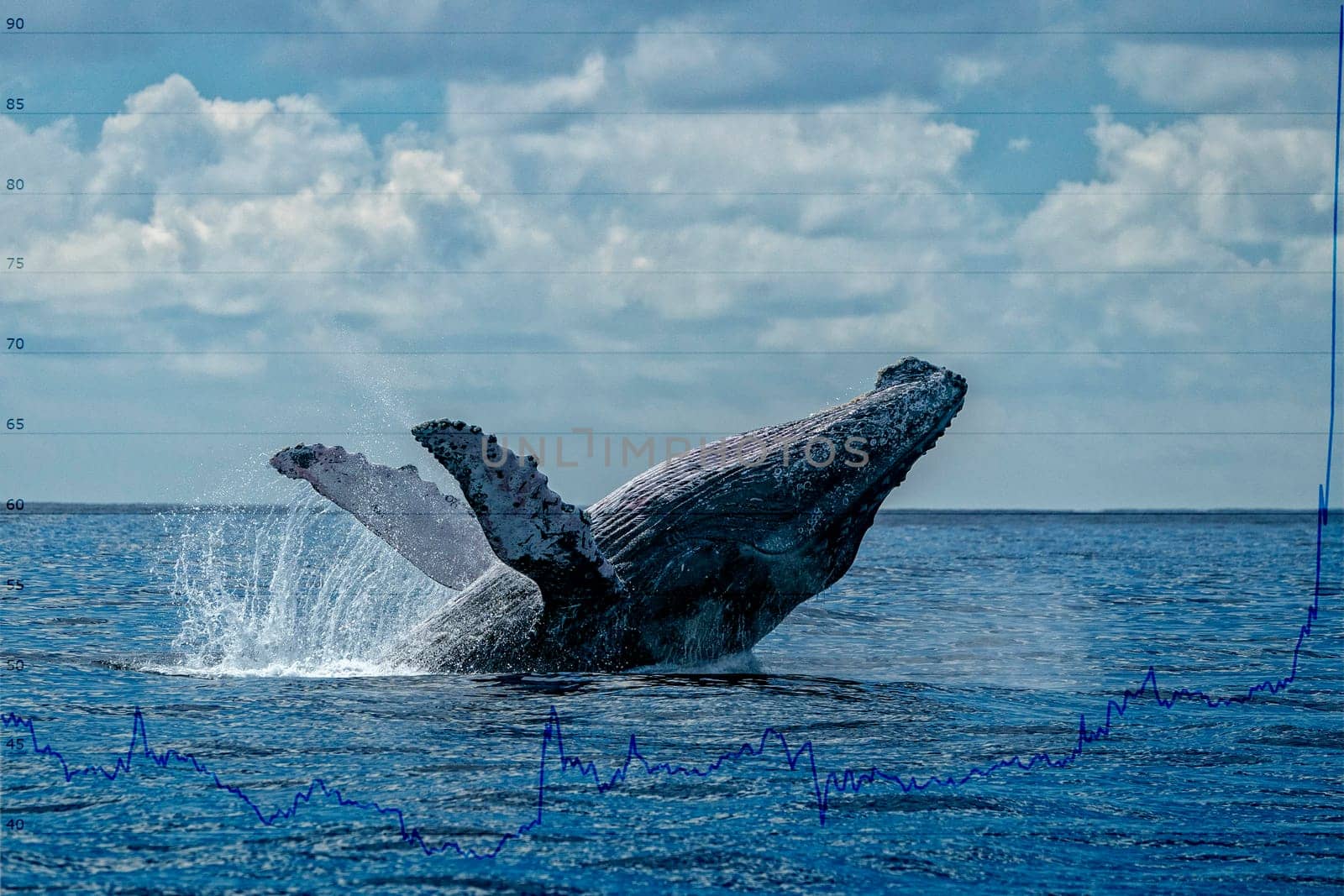 humpback whale breaching on pacific ocean background