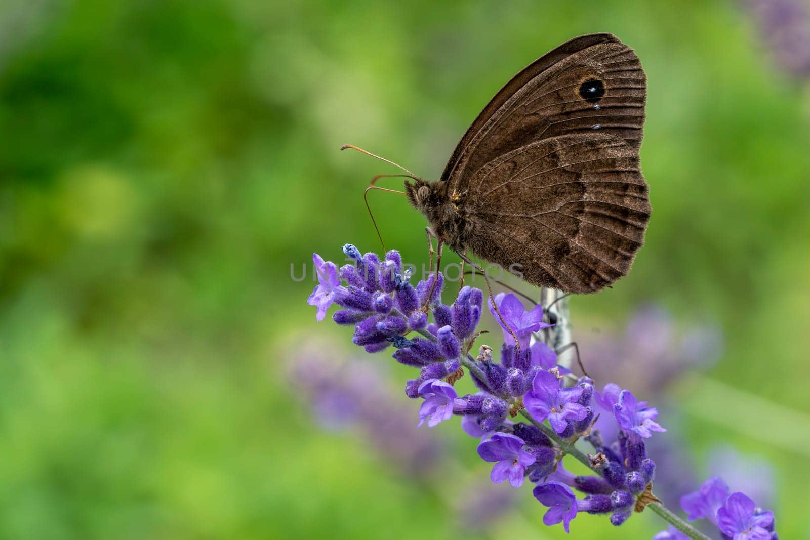 Black Butterfly Small Heath, Coenonympha pamphilus, photographed in nature