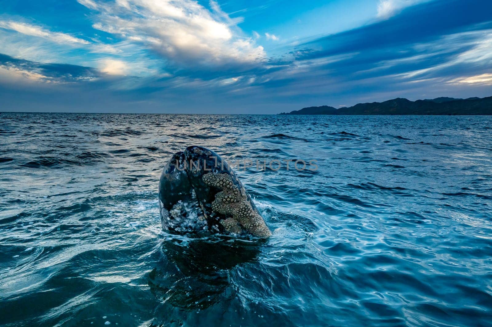 A grey whale at sunset in baja california sur, mexico