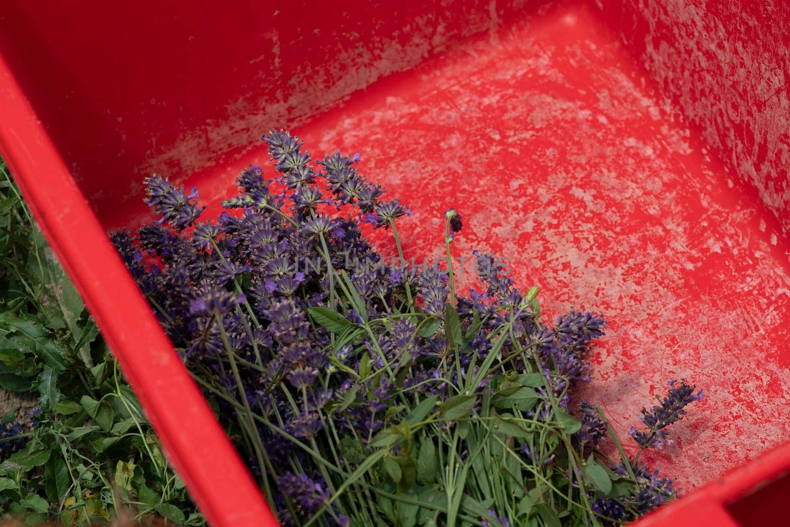 Harvesting flowers in a lavander field, landscape