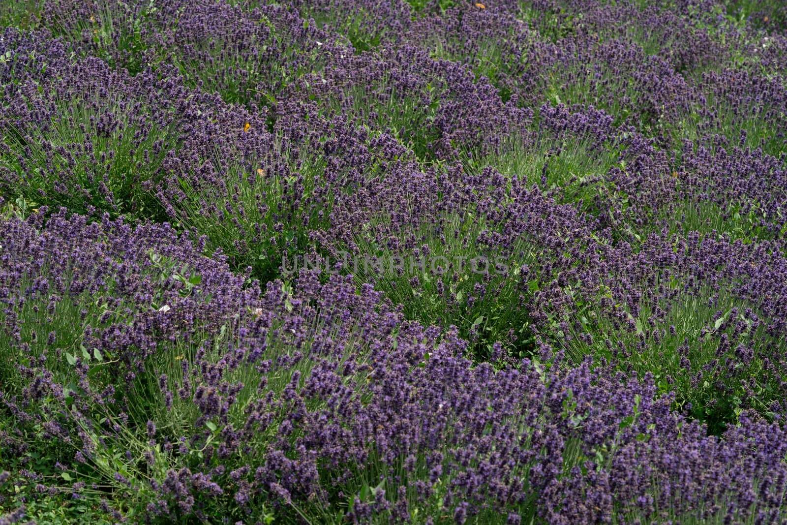 Harvesting flowers in a lavander field, landscape