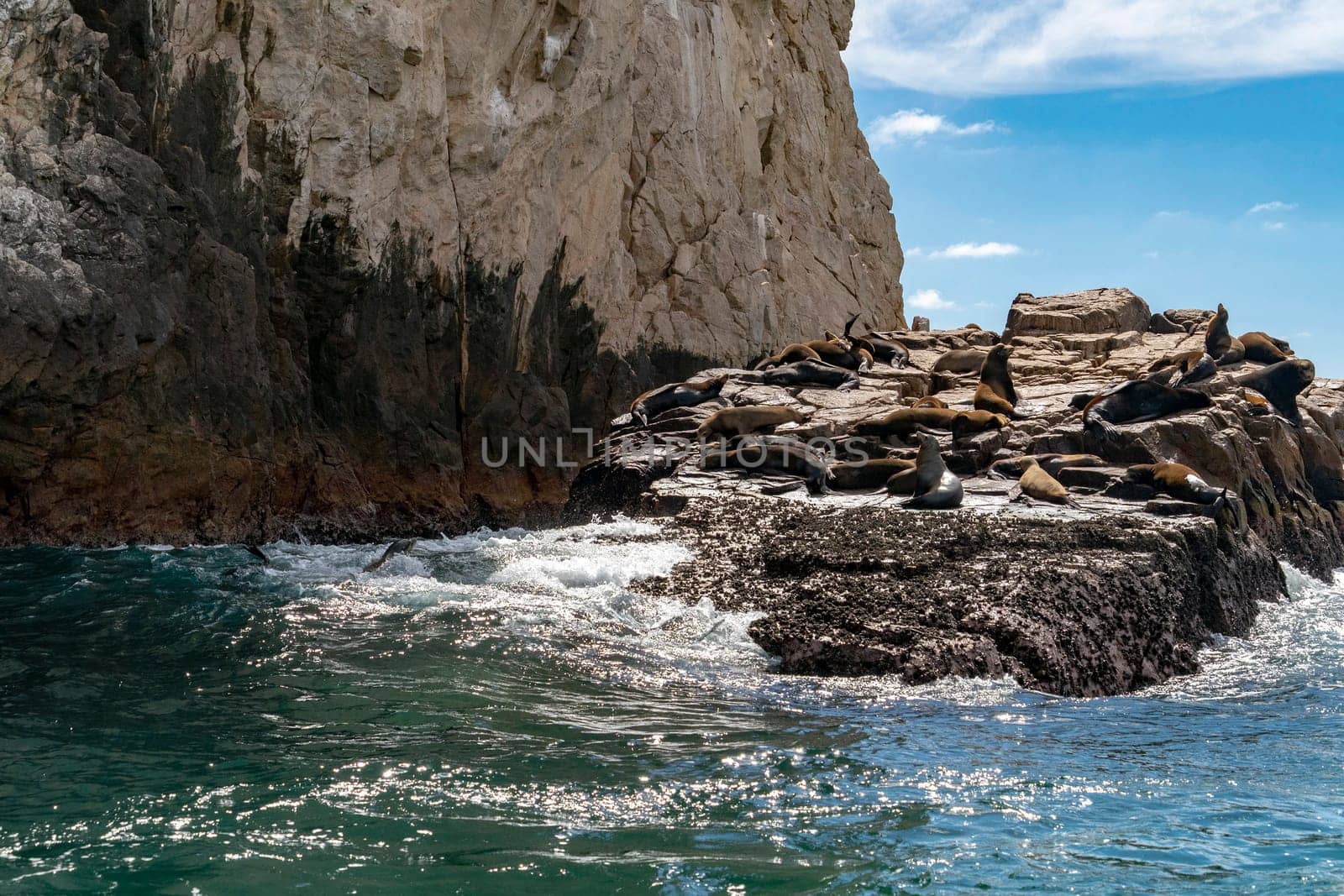 colony of sea lion seals while relaxing on rocks in baja california