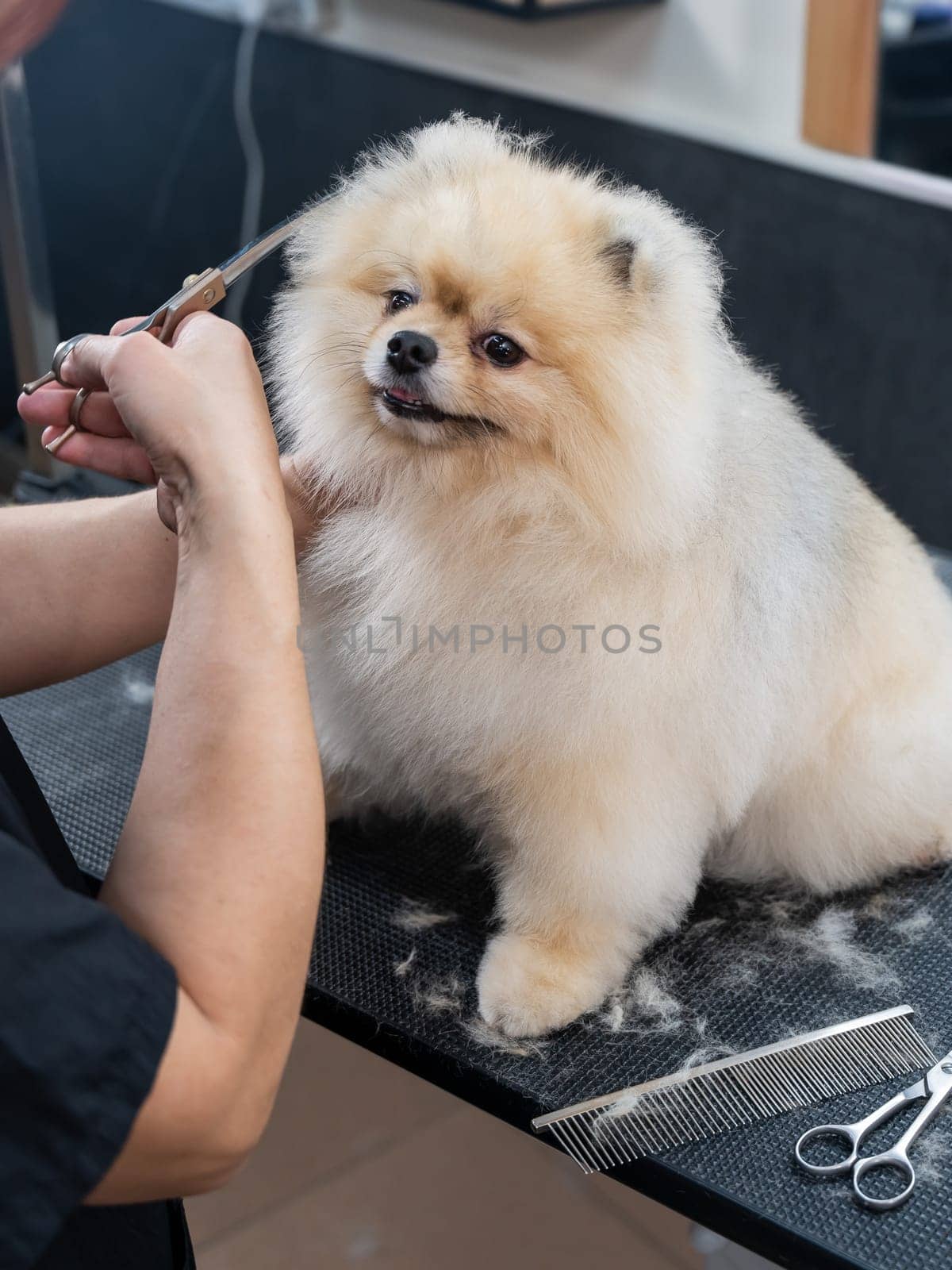 A woman makes a pomeranian haircut with scissors. Spitz dog in a grooming salon
