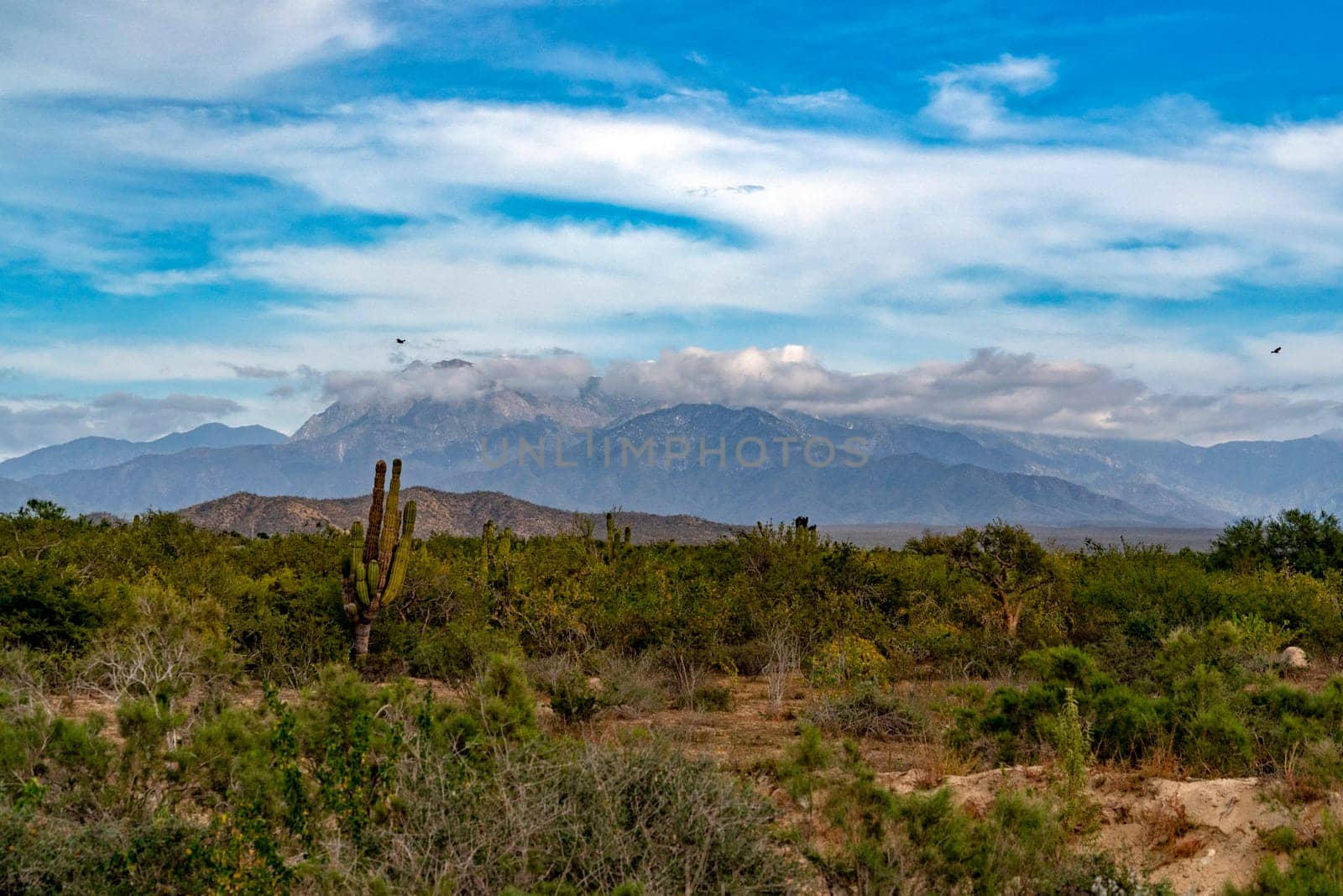 sierra de la laguna baja california sur mexico