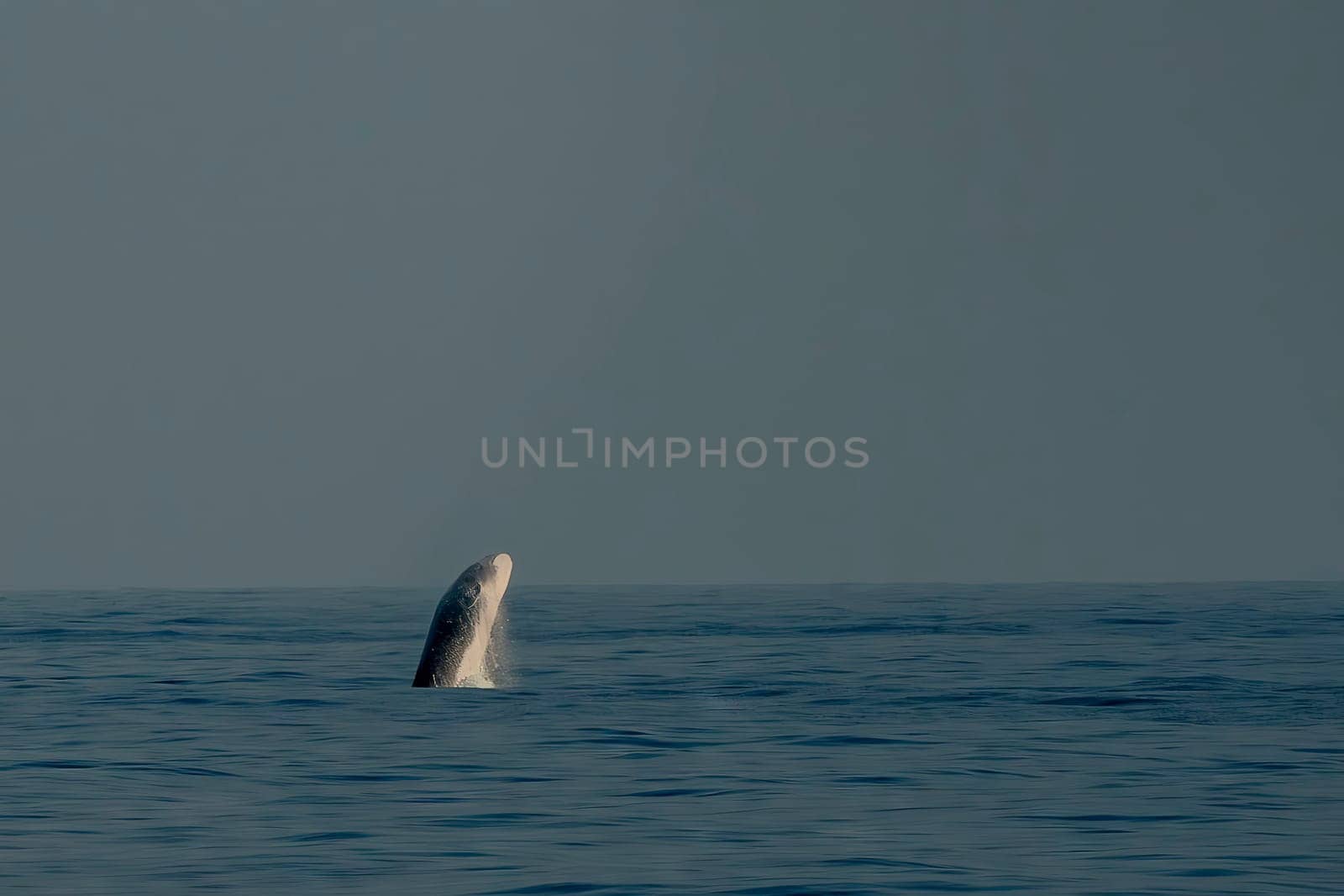 A Breaching Balaenoptera physalus, the common fin whale incredible jump while migrating to Ligurian sea to France