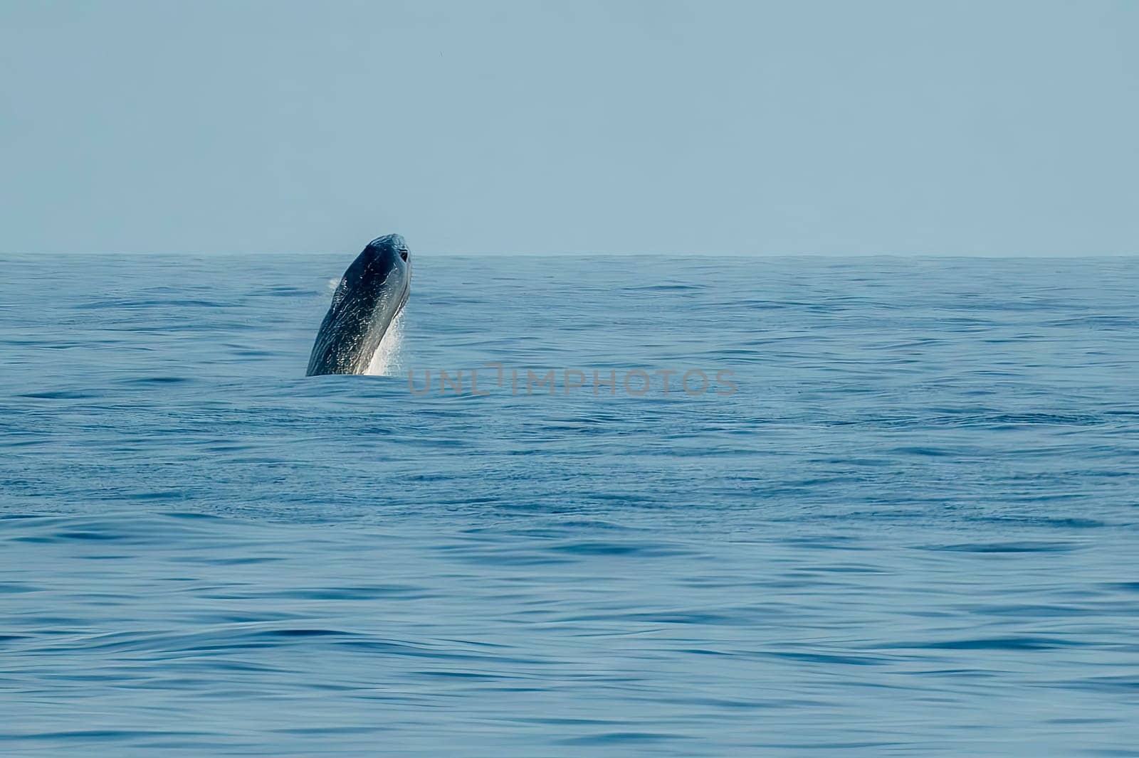 Breaching Balaenoptera physalus, the common fin whale incredible jump while migrating to Ligurian sea to France by AndreaIzzotti