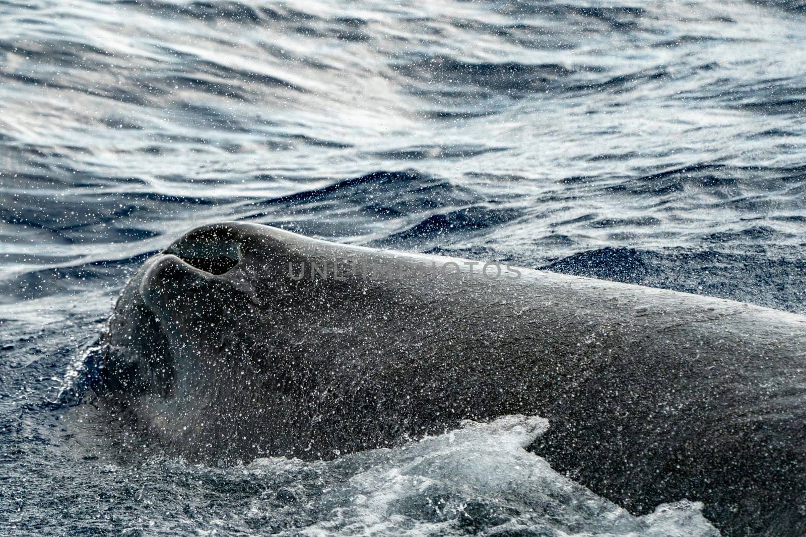 A spermwhale blowhole detail on sea surface Sperm Whale diving at sunset in mediterranean sea