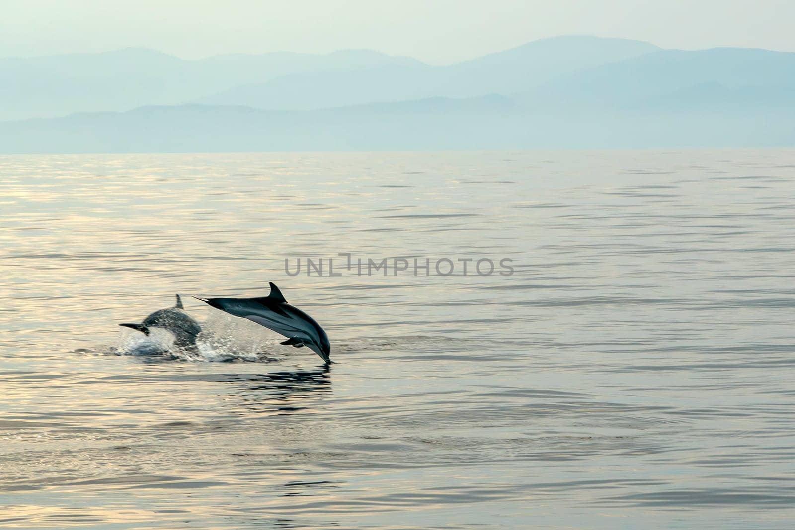 A striped dolphins jumping wild and free striped dolphin, Stenella coeruleoalba, in the coast of Genoa, Ligurian Sea, Italy at sunset