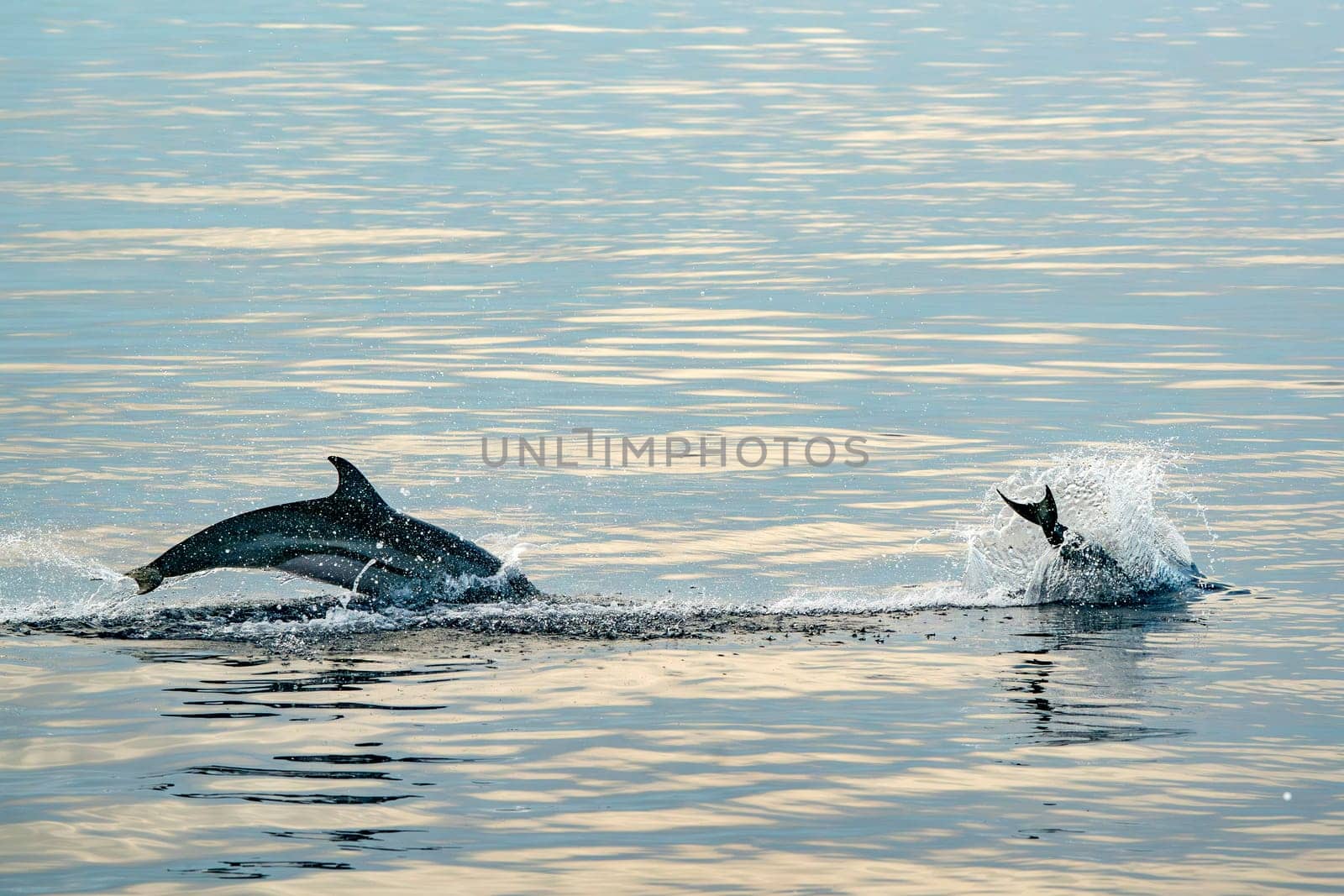 A striped dolphins jumping wild and free striped dolphin, Stenella coeruleoalba, in the coast of Genoa, Ligurian Sea, Italy at sunset