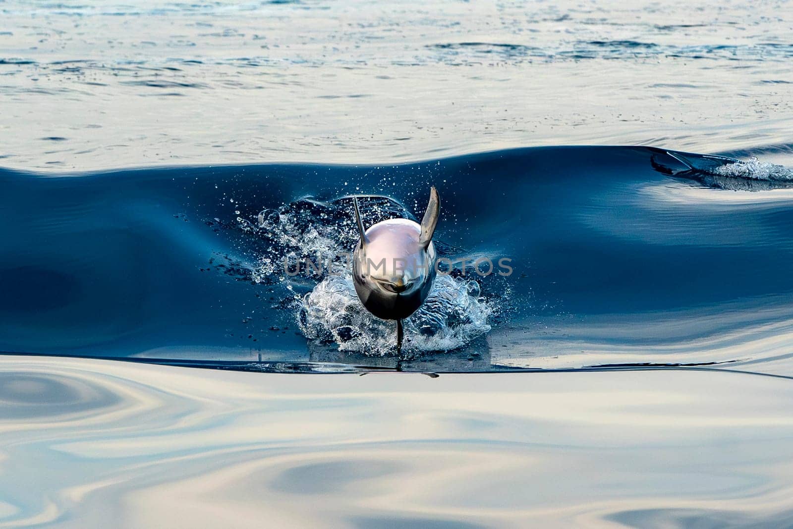 A striped dolphin jumping in blue sea wild and free at sunset light