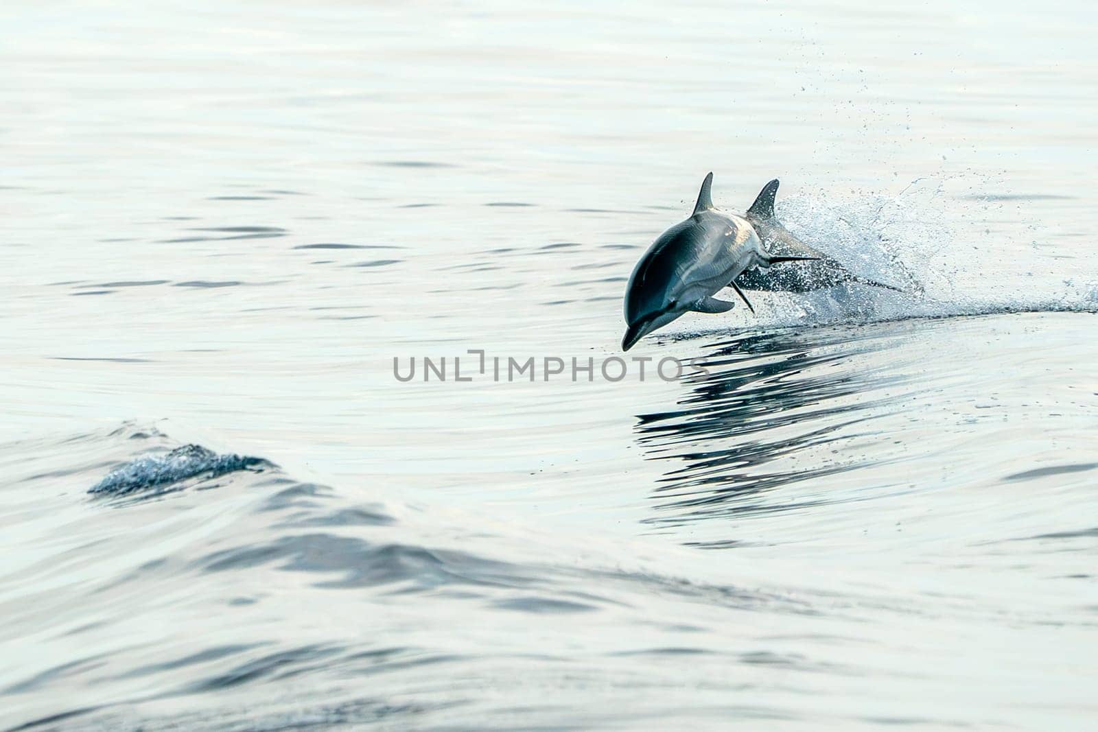 striped dolphins jumping wild and free striped dolphin, Stenella coeruleoalba, in the coast of Genoa, Ligurian Sea, Italy at sunset by AndreaIzzotti