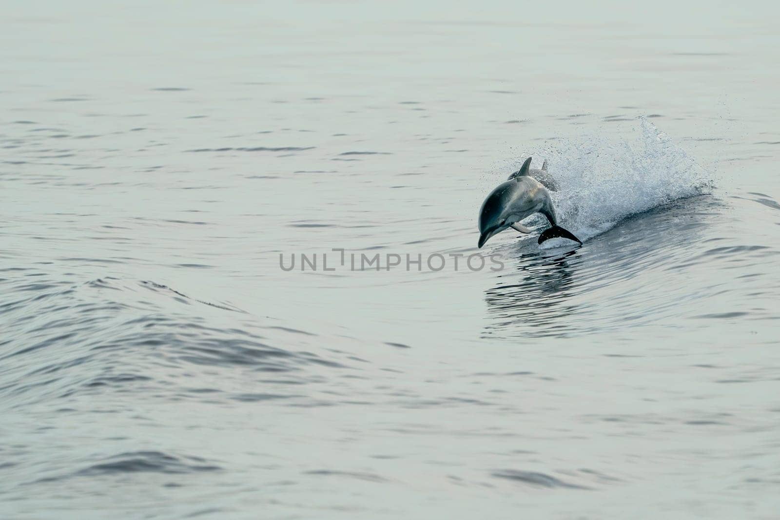 A striped dolphins jumping wild and free striped dolphin, Stenella coeruleoalba, in the coast of Genoa, Ligurian Sea, Italy at sunset