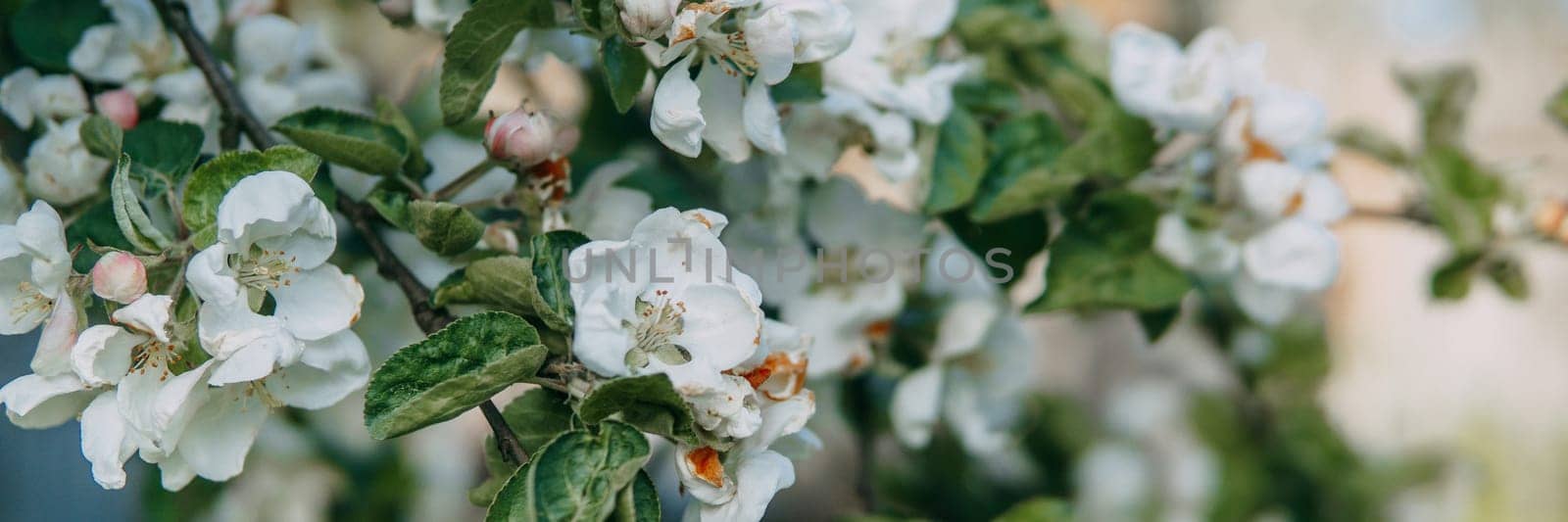 Blooming Apple tree branches with white flowers close-up. by Annu1tochka