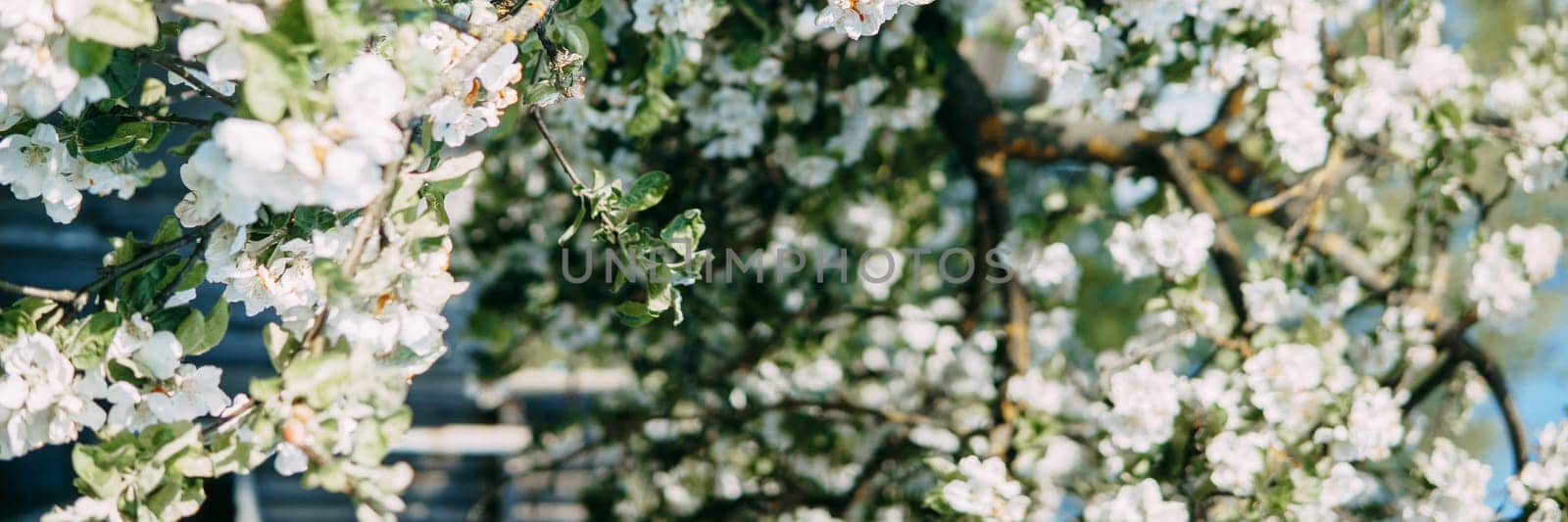 Blooming Apple tree branches with white flowers close-up, spring nature background