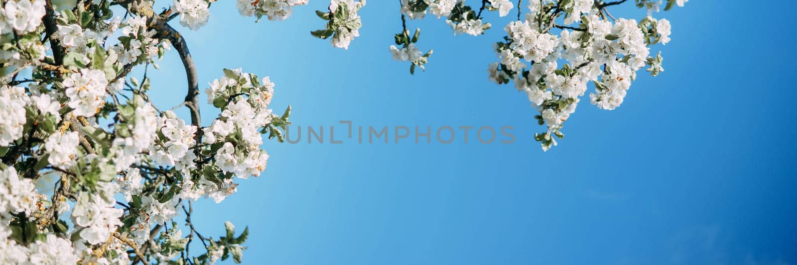 Blooming Apple tree branches with white flowers close-up, spring nature background