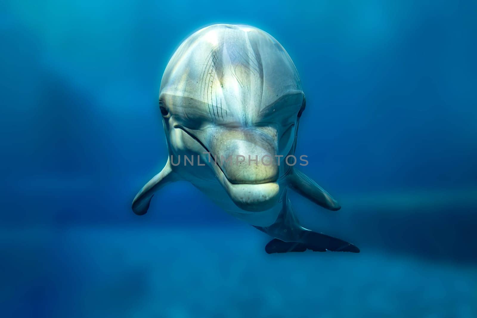 A dolphin close up portrait underwater while looking at you