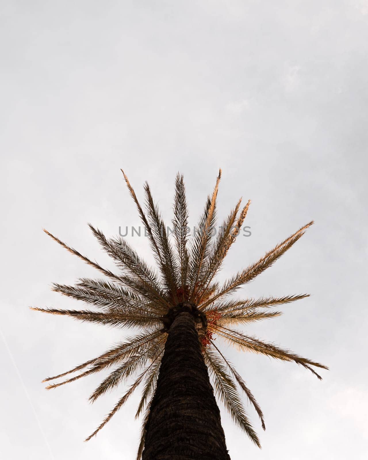 Upward View of a Tall Palm Tree Against a Cloudy Sky by apavlin