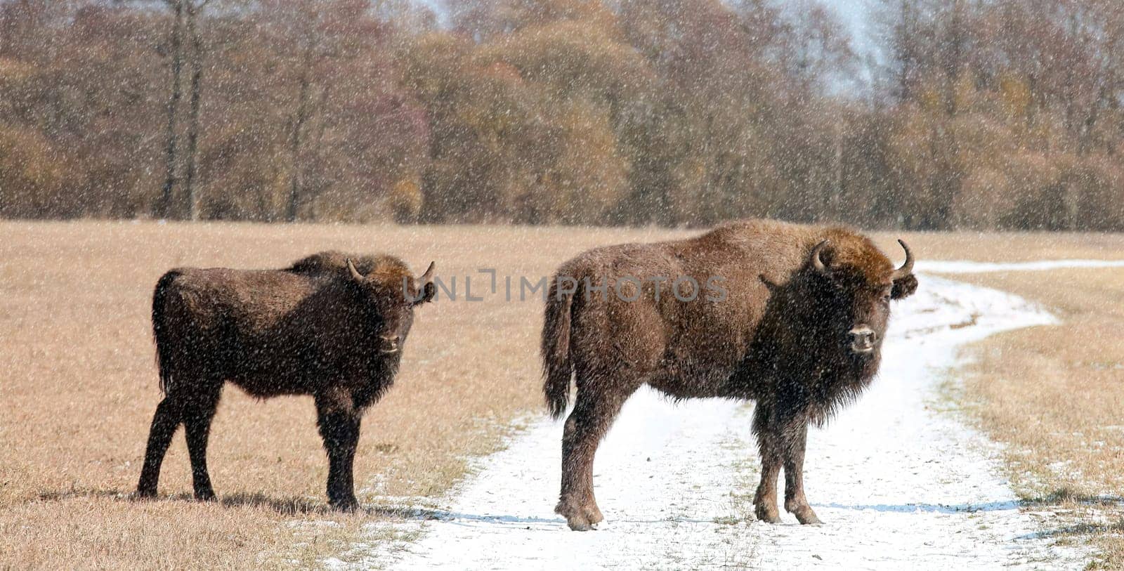 The stunning image captures the grandeur of a herd of wild bison as they forage through the winter yellow meadow, creating a striking contrast against the snowy backdrop.