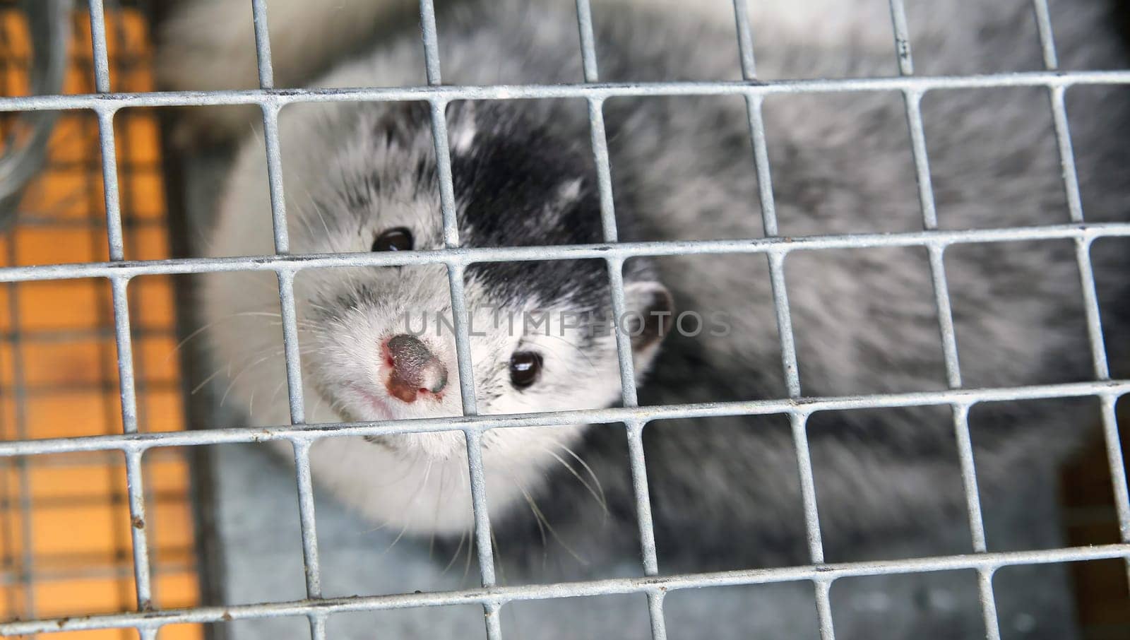 Fur farm. A gray mink in a cage looks through the bars.