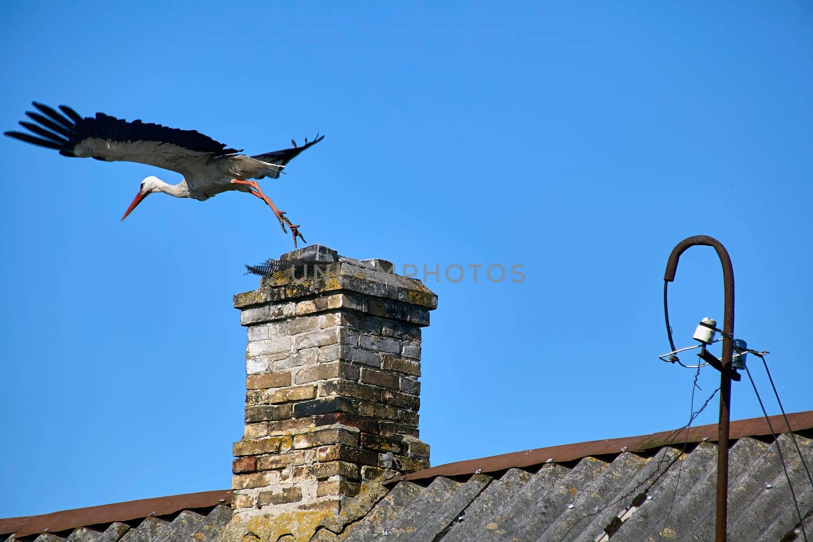 A stork sits on the roof of an old house. Selects a place to build a nest.