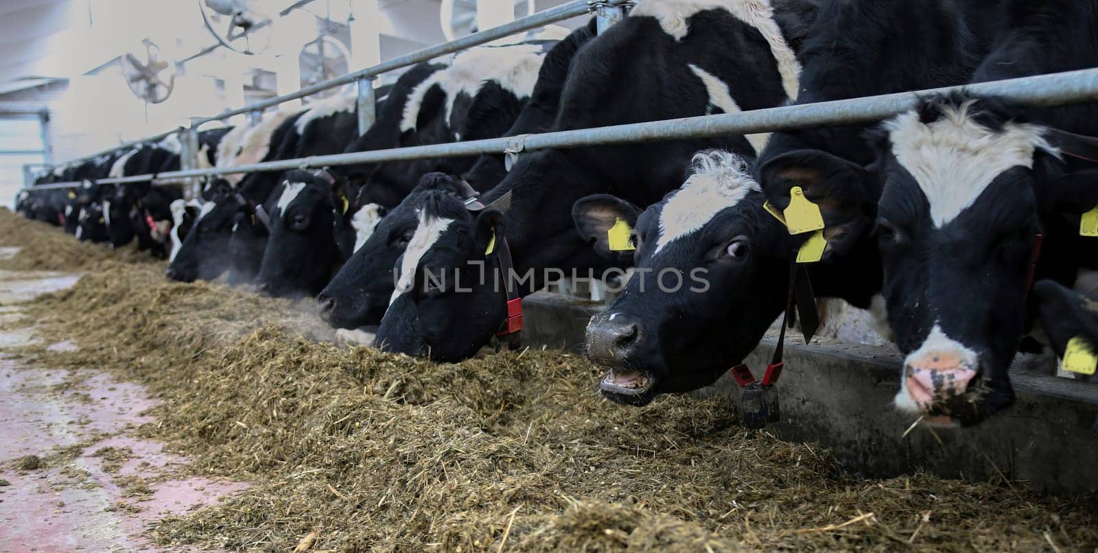 The head of a black and white cow in a paddock on a dairy farm, the cow eats hay.