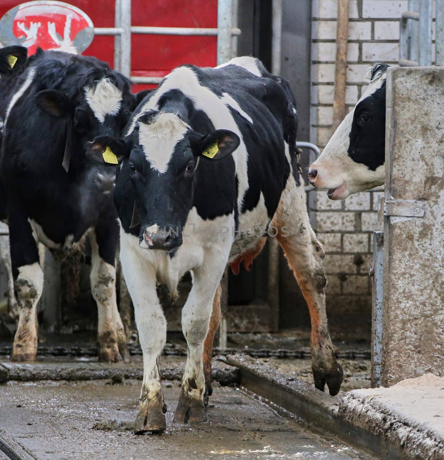 The head of a black and white cow in a paddock on a dairy farm, the cow eats hay.