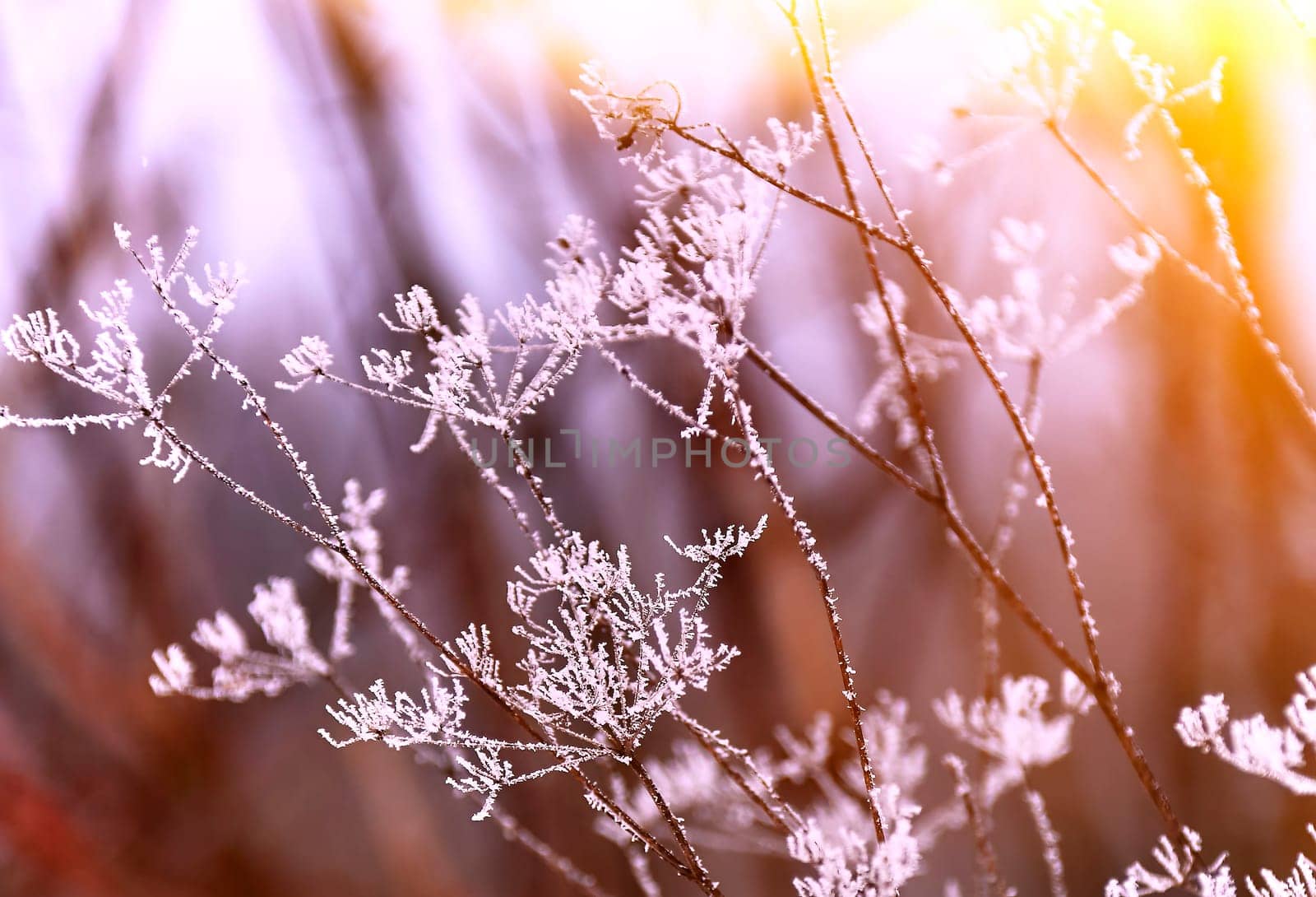 Frozen umbrella flowers with snow against a forest background. New Year's landscape with a multi-colored background.