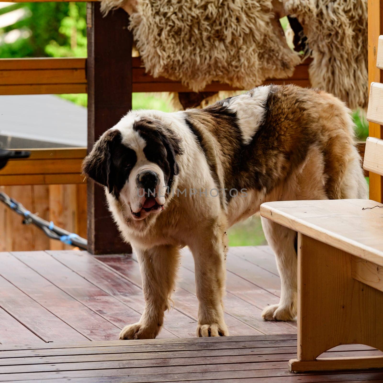 Saint Bernard standing on an open wooden terrace, Saint Bernard is one of the largest dog breeds in the world.