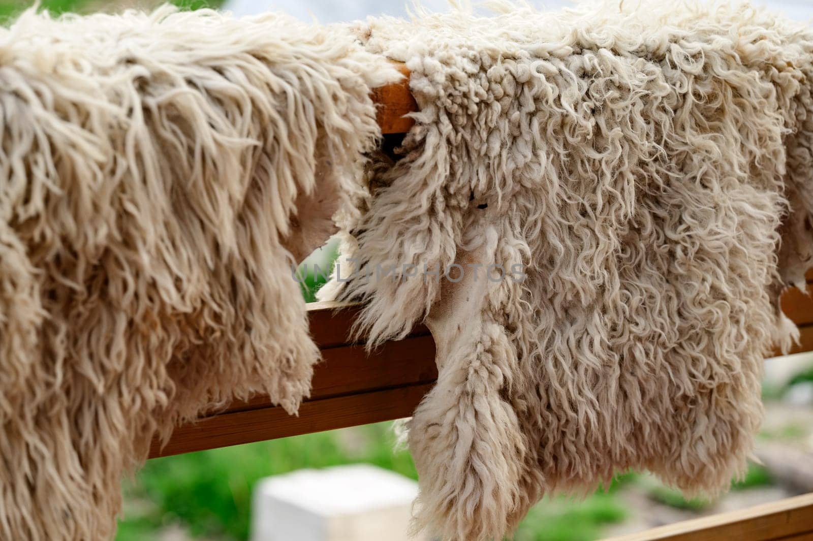 Close-up of a hanging sheepskin, drying animal skin.