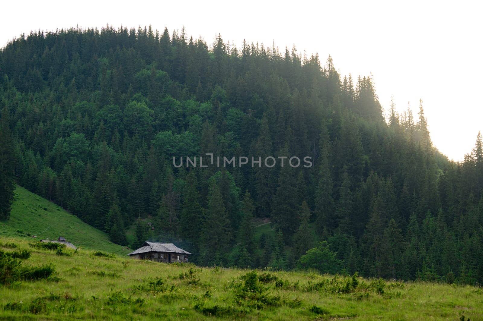 One holiday house in the Carpathian mountains, sheep farm in the highlands. The tops of pine and spruce in the highlands on the background of the sky.