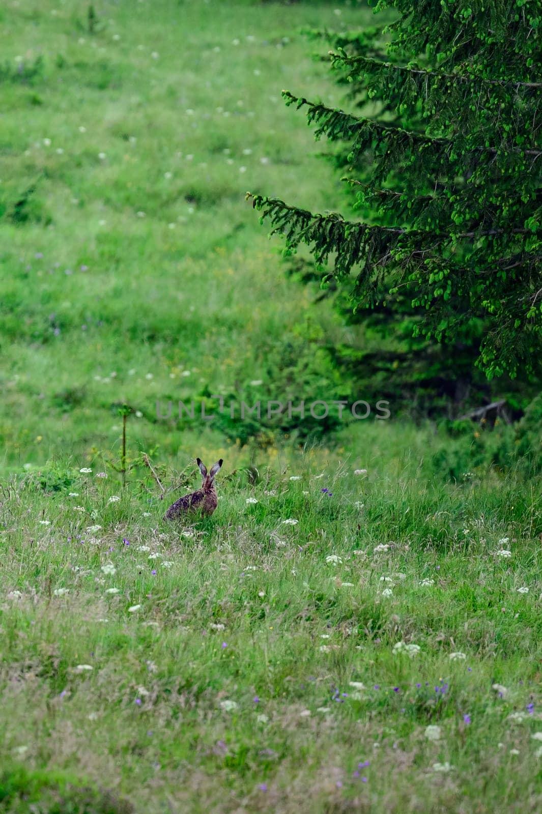 One big and wild hare in the forest among the grass. by Niko_Cingaryuk
